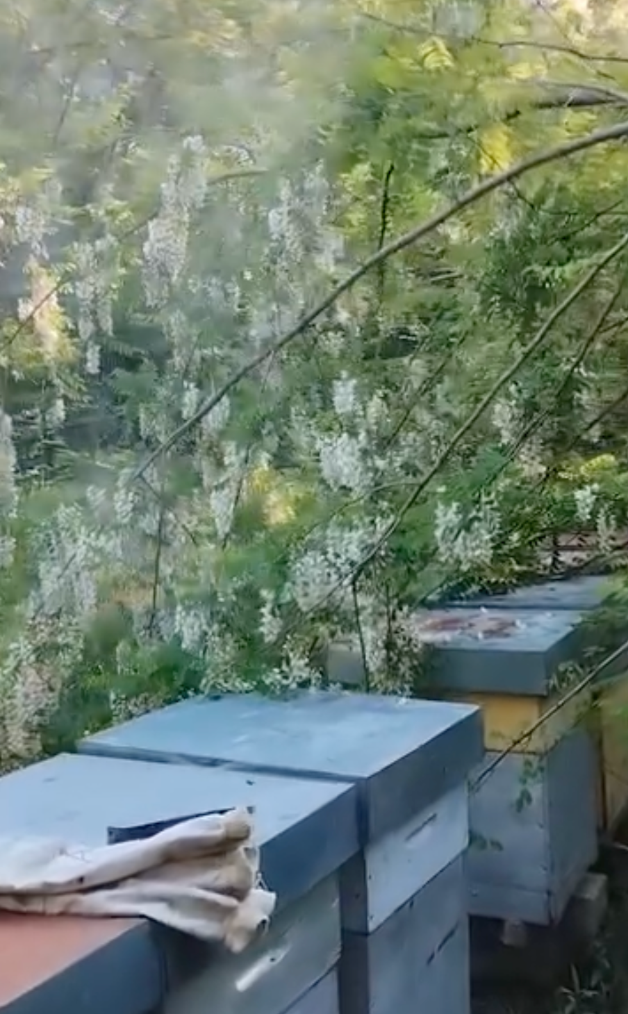 Apiari di montagna
